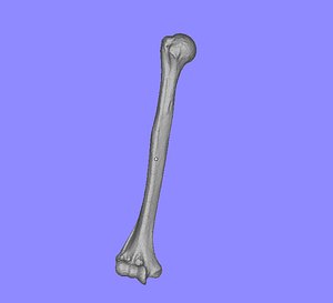 Real humerus from CT scan