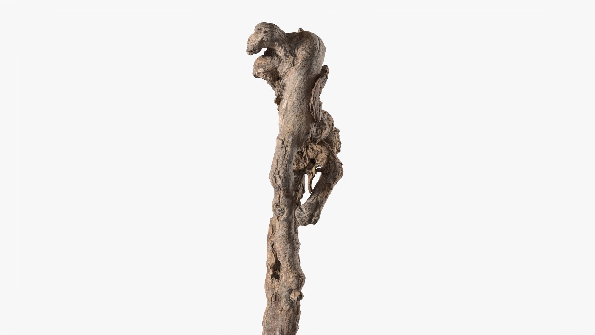 3D Grapevine Bark 3D Scanned 01 StemCell Model - TurboSquid 2282648