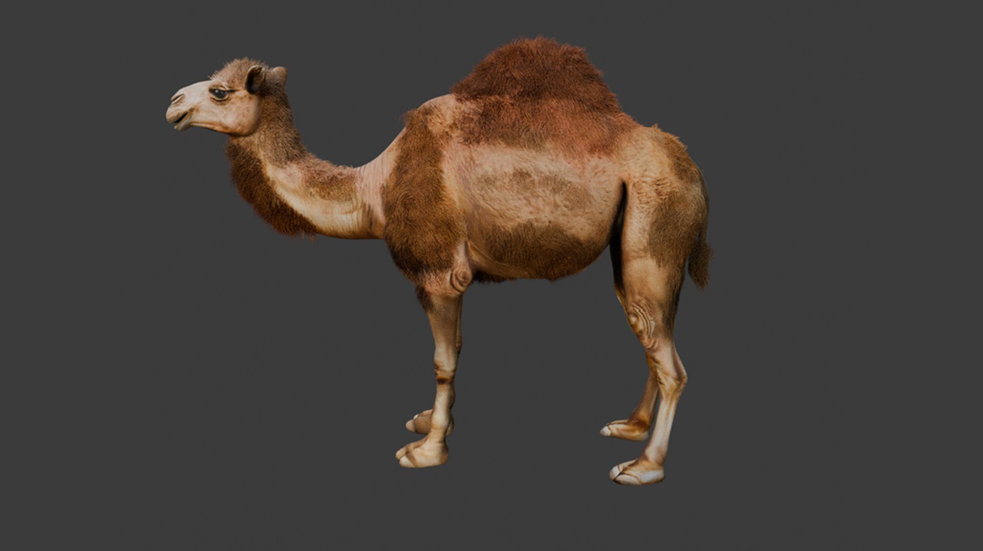 High-Quality 3D Camel Model model https://p.turbosquid.com/ts-thumb/iW/FE1Vmc/90/3/png/1743132090/1920x1080/fit_q87/35d737192c73ef371fdfa969467fe79dfa4d02a7/3.jpg
