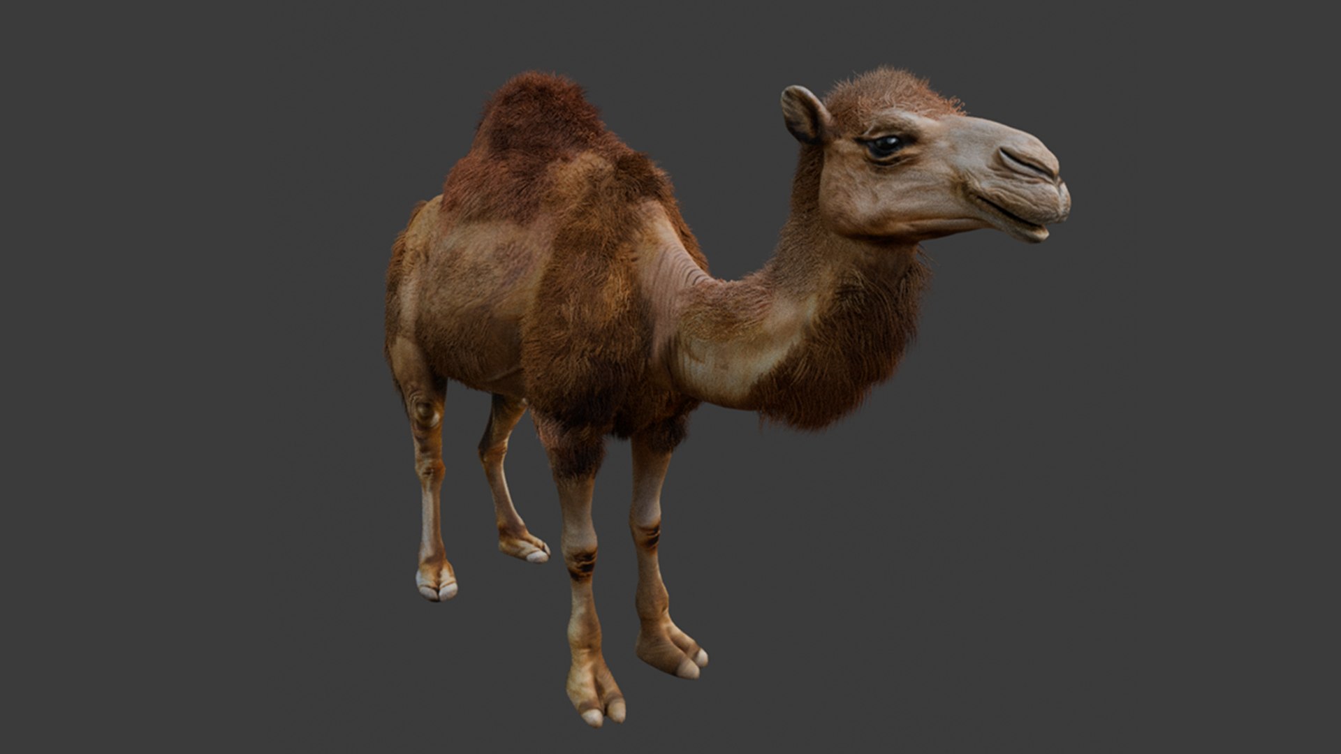 High-Quality 3D Camel Model model https://p.turbosquid.com/ts-thumb/iW/FE1Vmc/GX/9/png/1743132097/1920x1080/fit_q87/80c355741465119b4ac29297f19ce2b8d41e5402/9.jpg