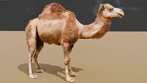 High-Quality 3D Camel Model model