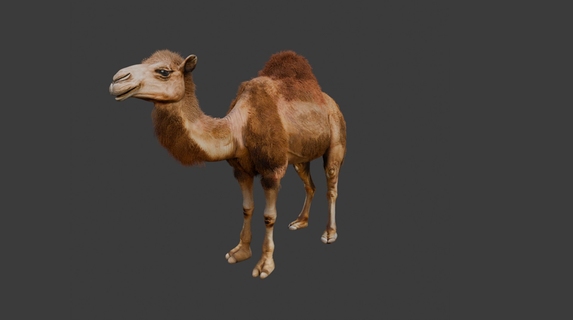 High-Quality 3D Camel Model model https://p.turbosquid.com/ts-thumb/iW/FE1Vmc/Md/2/png/1743132089/1920x1080/fit_q87/bf841ad0a4138d41d56f05da96b9153fc8e16b92/2.jpg
