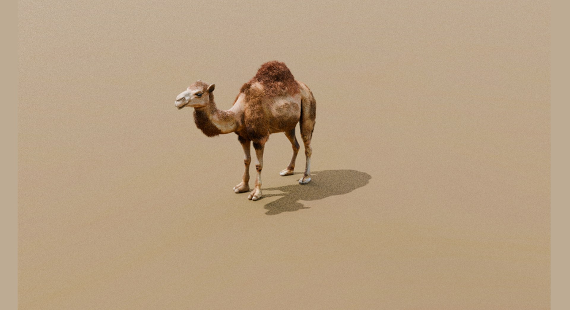 High-Quality 3D Camel Model model https://p.turbosquid.com/ts-thumb/iW/FE1Vmc/Sq/14/png/1743132109/1920x1080/fit_q87/5e6033eb4313c1d087dd8d3f3d000113acc218d7/14.jpg