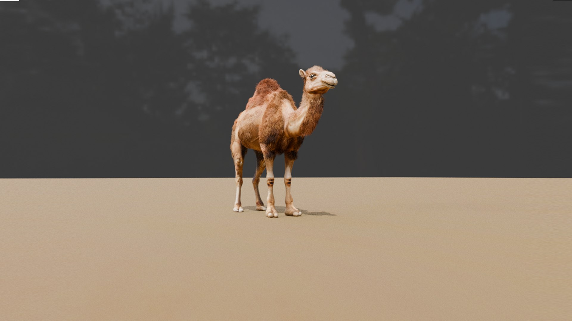 High-Quality 3D Camel Model model https://p.turbosquid.com/ts-thumb/iW/FE1Vmc/a0/15/png/1743132111/1920x1080/fit_q87/1ec970ec57020e0b53e01e212f0bda36377675a6/15.jpg