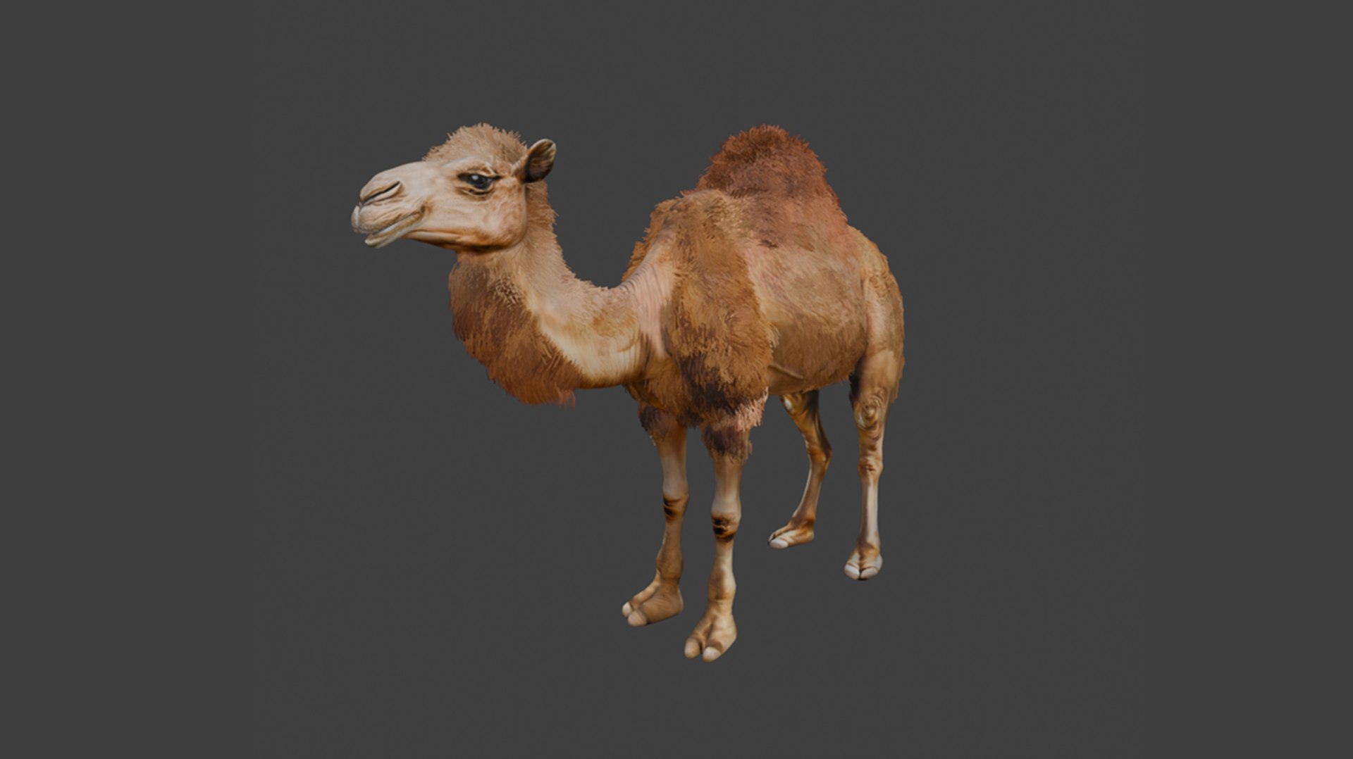 High-Quality 3D Camel Model model https://p.turbosquid.com/ts-thumb/iW/FE1Vmc/fe/1/png/1743132087/1920x1080/fit_q87/c4ac76f3709270ea741950162831c7544d407f2d/1.jpg