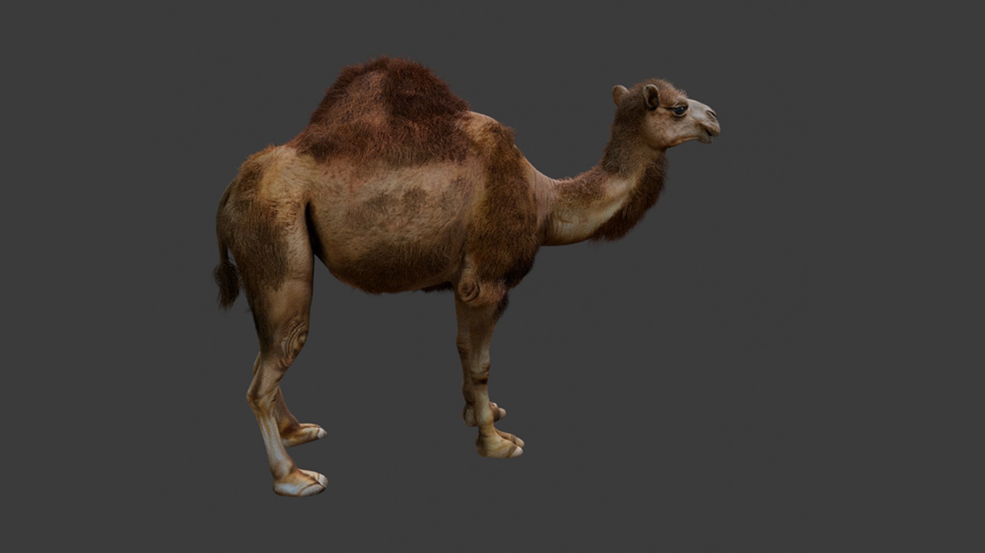 High-Quality 3D Camel Model model https://p.turbosquid.com/ts-thumb/iW/FE1Vmc/iM/4/png/1743132091/1920x1080/fit_q87/e527b1259f80a2822748dfbcb6d7534334149695/4.jpg