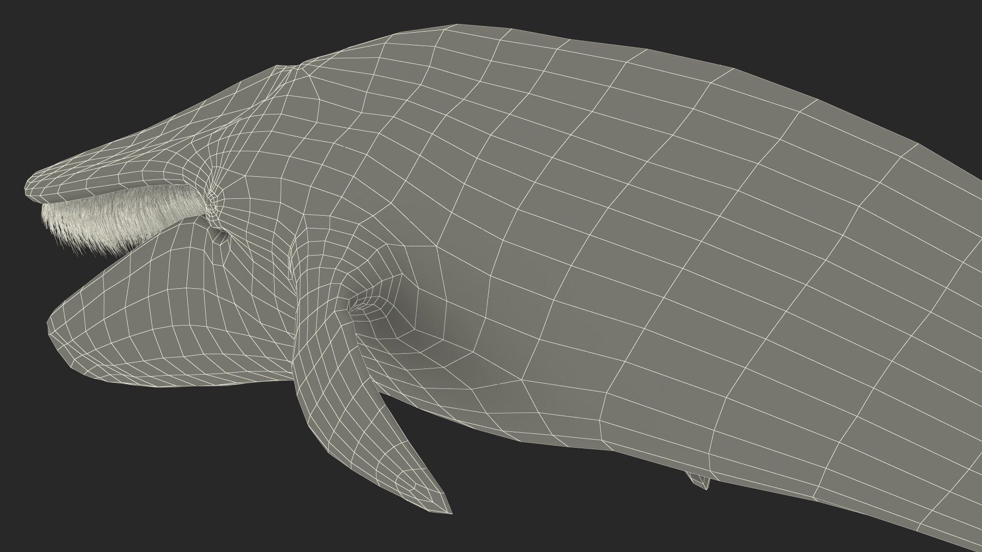 3D Sea Mammal Blue Whale Resting Pose Fur - TurboSquid 2061496