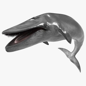 Sea Mammal Blue Whale Resting Pose Fur