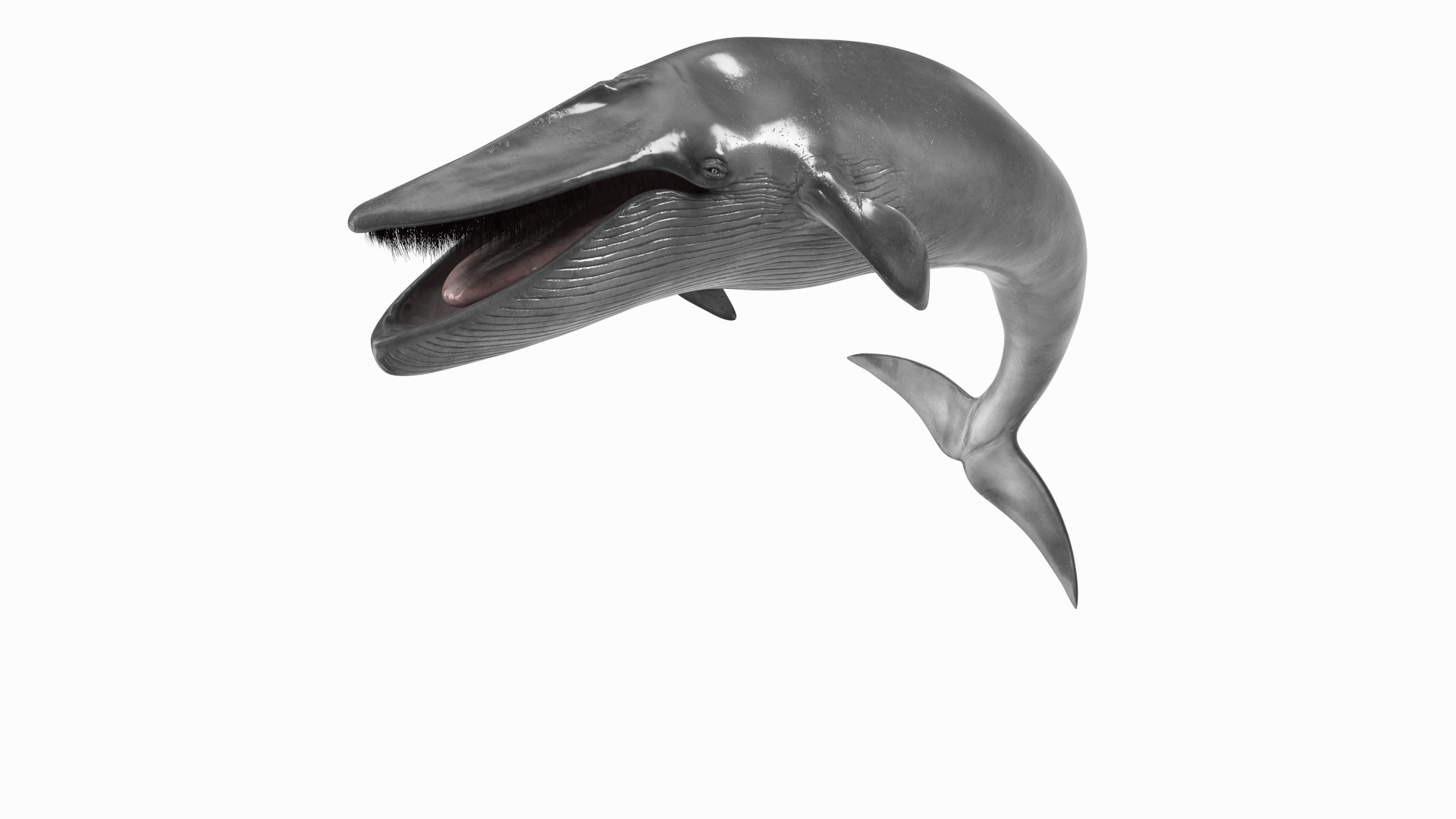 3D Sea Mammal Blue Whale Resting Pose Fur - TurboSquid 2061496