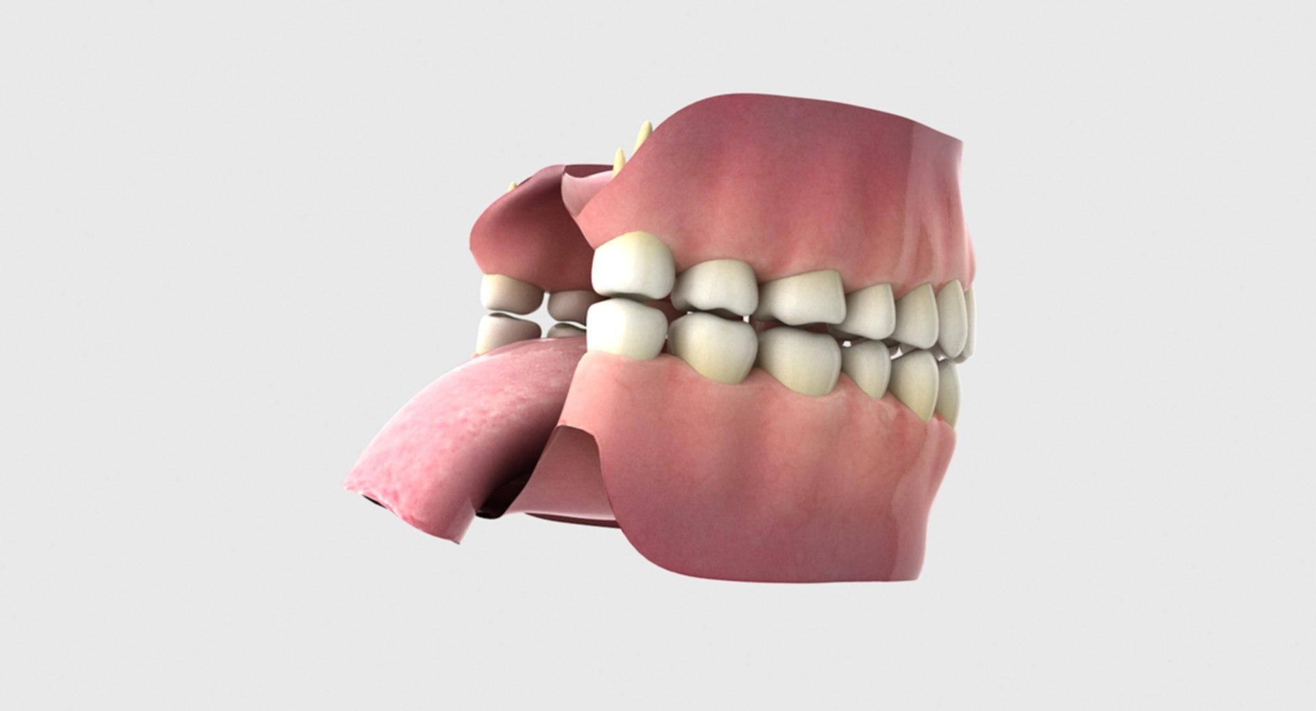 3D rigged human mouth teeth model https://p.turbosquid.com/ts-thumb/iW/RBAyll/CgrZ92bH/14/jpg/1541872295/1920x1080/fit_q87/d8a7c0710857d8b85740833bf6c3bc31992c335a/14.jpg