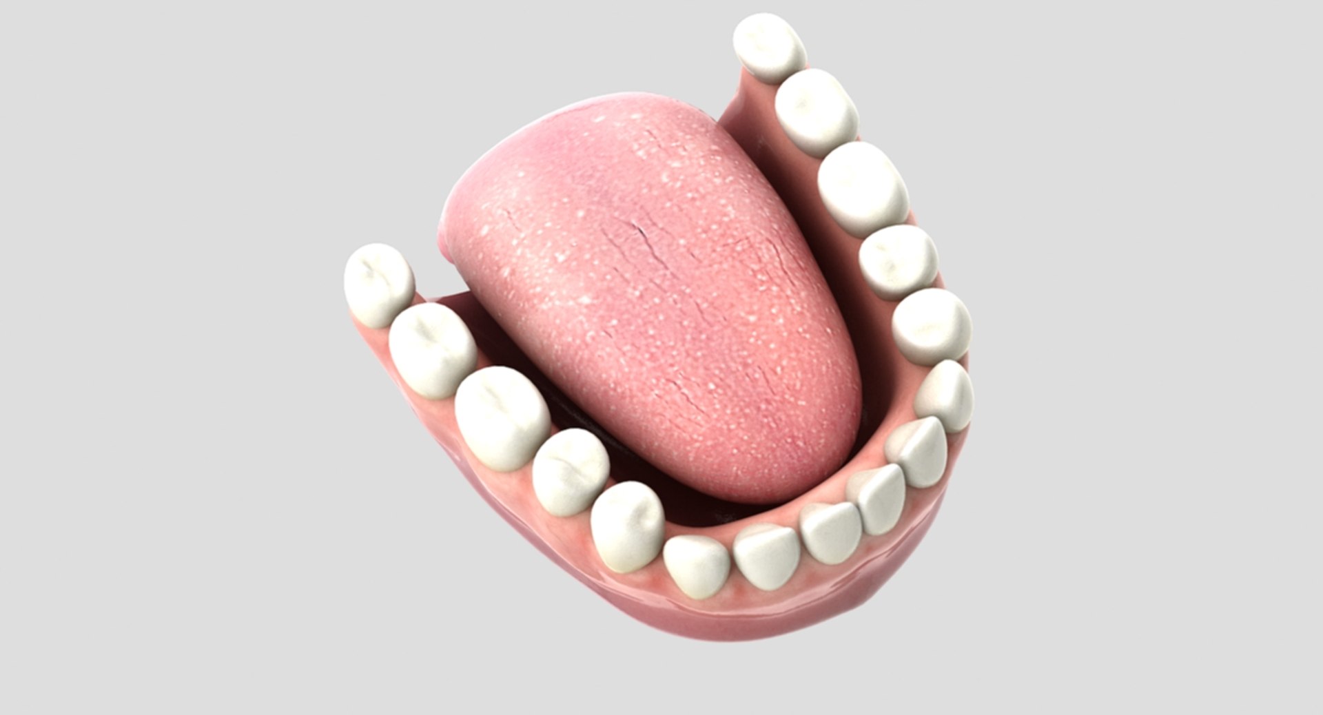 3D rigged human mouth teeth model https://p.turbosquid.com/ts-thumb/iW/RBAyll/CwwMngFC/6/jpg/1541870919/1920x1080/fit_q87/99bfe015da1372ef7d5bae64ae8fecc52416e7b1/6.jpg