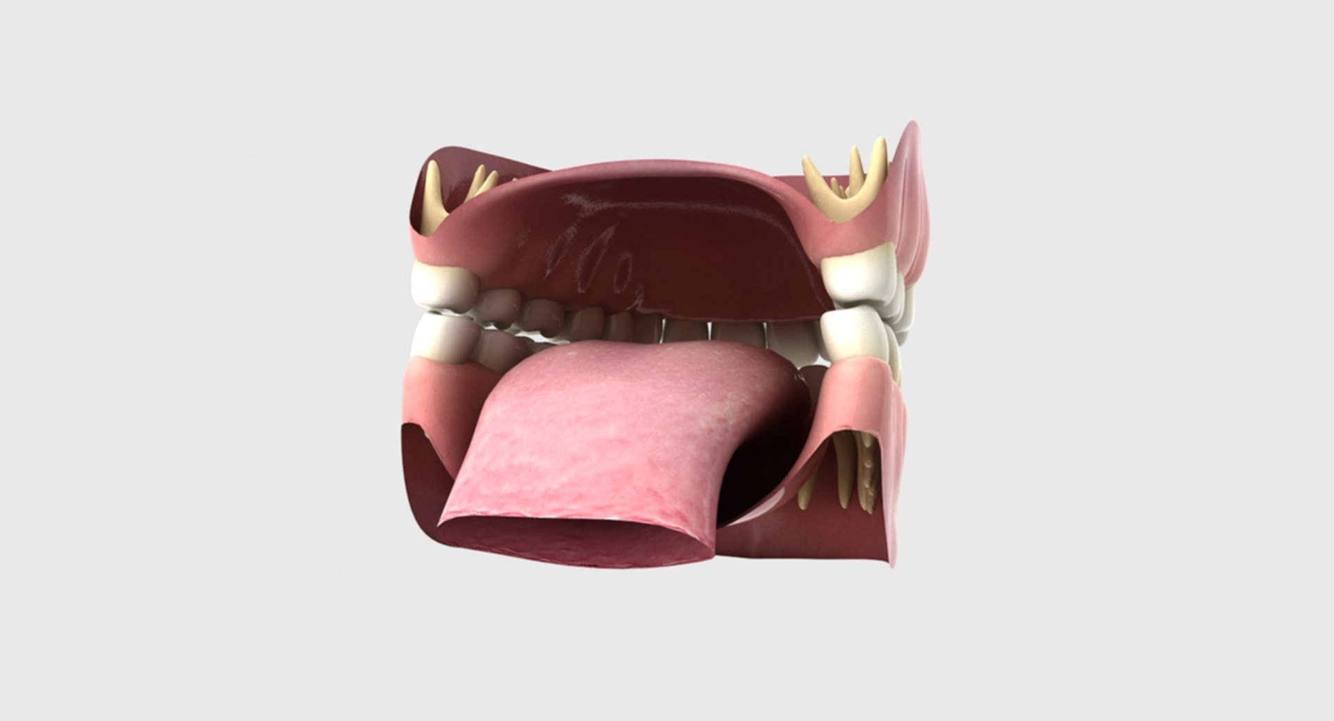 3D rigged human mouth teeth model https://p.turbosquid.com/ts-thumb/iW/RBAyll/IiT7CuBp/15/jpg/1541872301/1920x1080/fit_q87/272259e3adf3bd34bb7168e38fc9523901190c9d/15.jpg