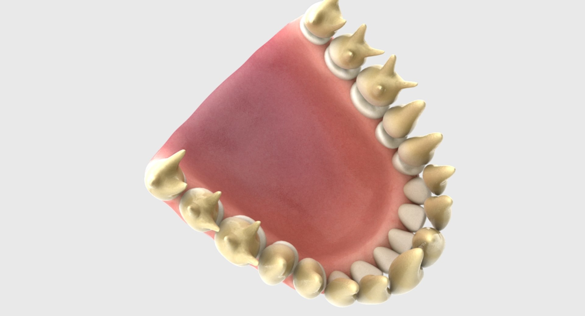 3D rigged human mouth teeth model https://p.turbosquid.com/ts-thumb/iW/RBAyll/LzwQG4KS/8/jpg/1541869636/1920x1080/fit_q87/c64585facc22ecdee4806ed918cdc359ad1f434c/8.jpg