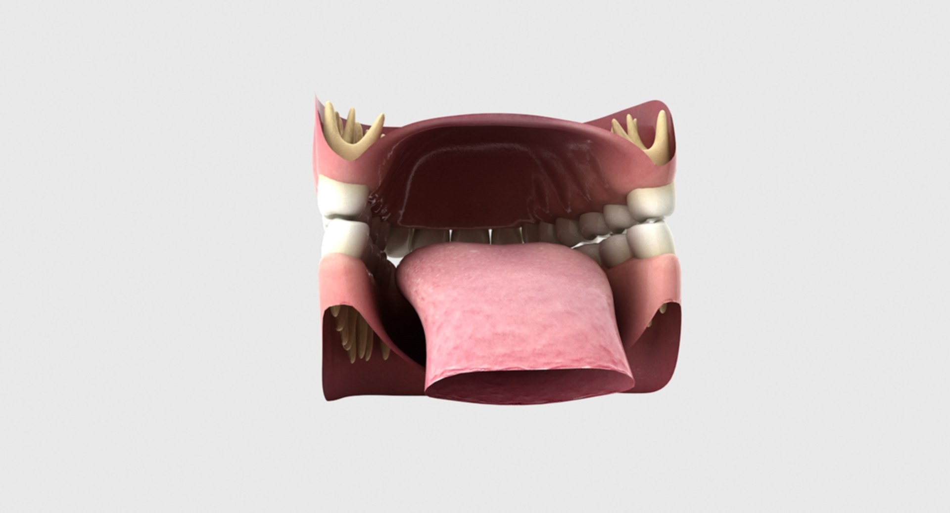 3D rigged human mouth teeth model https://p.turbosquid.com/ts-thumb/iW/RBAyll/SgE5dHUu/16/jpg/1541872307/1920x1080/fit_q87/7b0185d8b69526762eebe5af6c5aa868674d3787/16.jpg