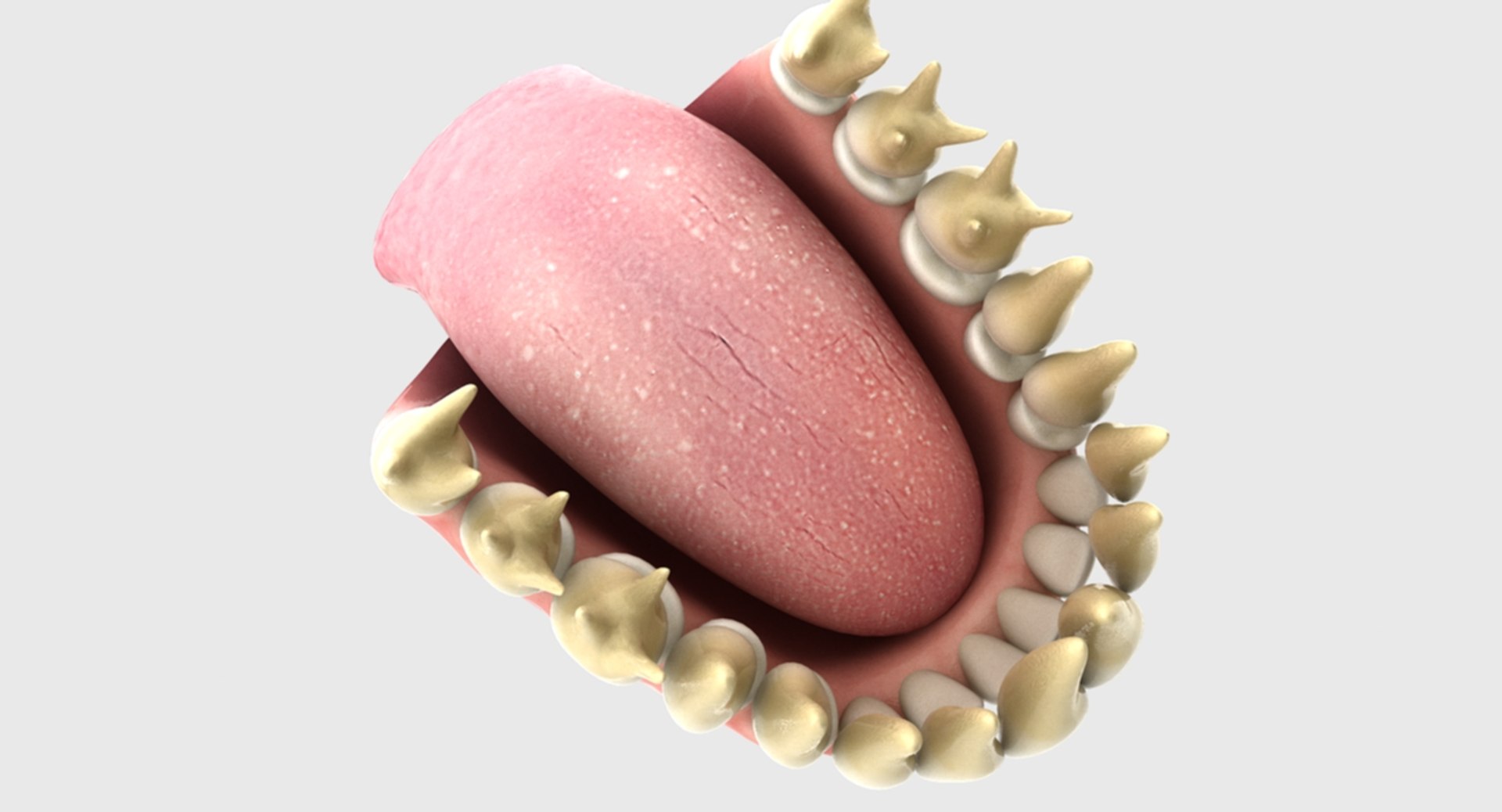 3D rigged human mouth teeth model https://p.turbosquid.com/ts-thumb/iW/RBAyll/q3eJzIBH/7/jpg/1541870931/1920x1080/fit_q87/04efc75b4960c6619b2e4e75c8085482e2cecd76/7.jpg