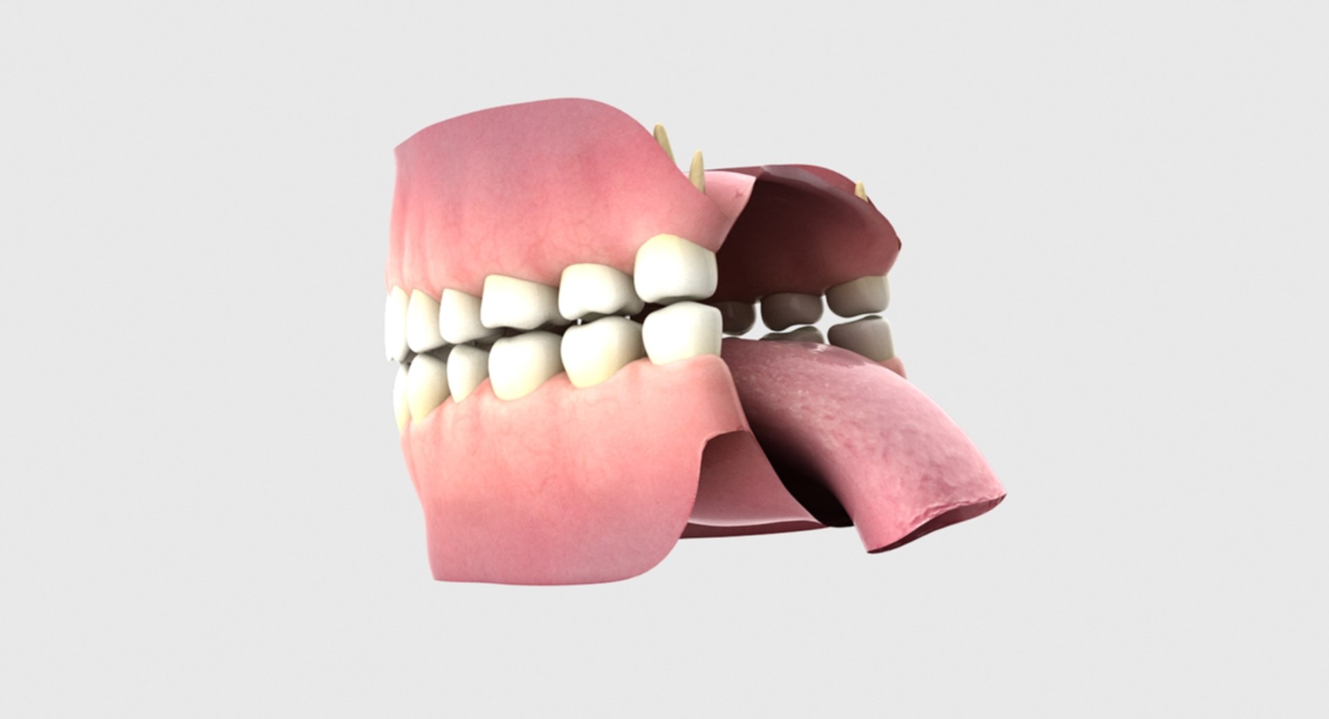 3D rigged human mouth teeth model https://p.turbosquid.com/ts-thumb/iW/RBAyll/taTauLuB/17/jpg/1541872312/1920x1080/fit_q87/a78eeb4e9545e5c1d8a0d5074c430499bab8dfd2/17.jpg