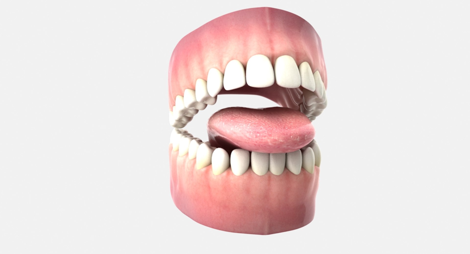 3D rigged human mouth teeth model https://p.turbosquid.com/ts-thumb/iW/RBAyll/tkyvHEy1/11/jpg/1541869799/1920x1080/fit_q87/fd93b88b7b453496217f04acba8a14ff527ab50f/11.jpg