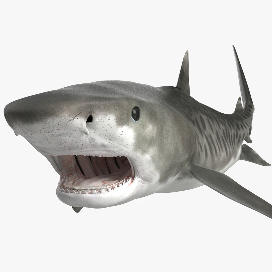 Tiger Shark Rigged for Modo 3D model preview