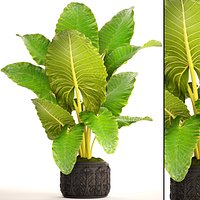 Alocasia macrorrhiza