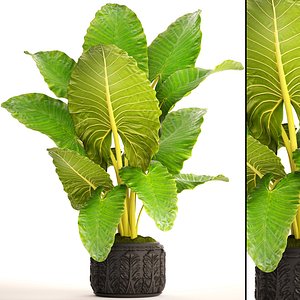 Alocasia macrorrhiza