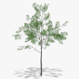 hawthorn summer tree low poly