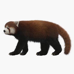 3D red panda rigged