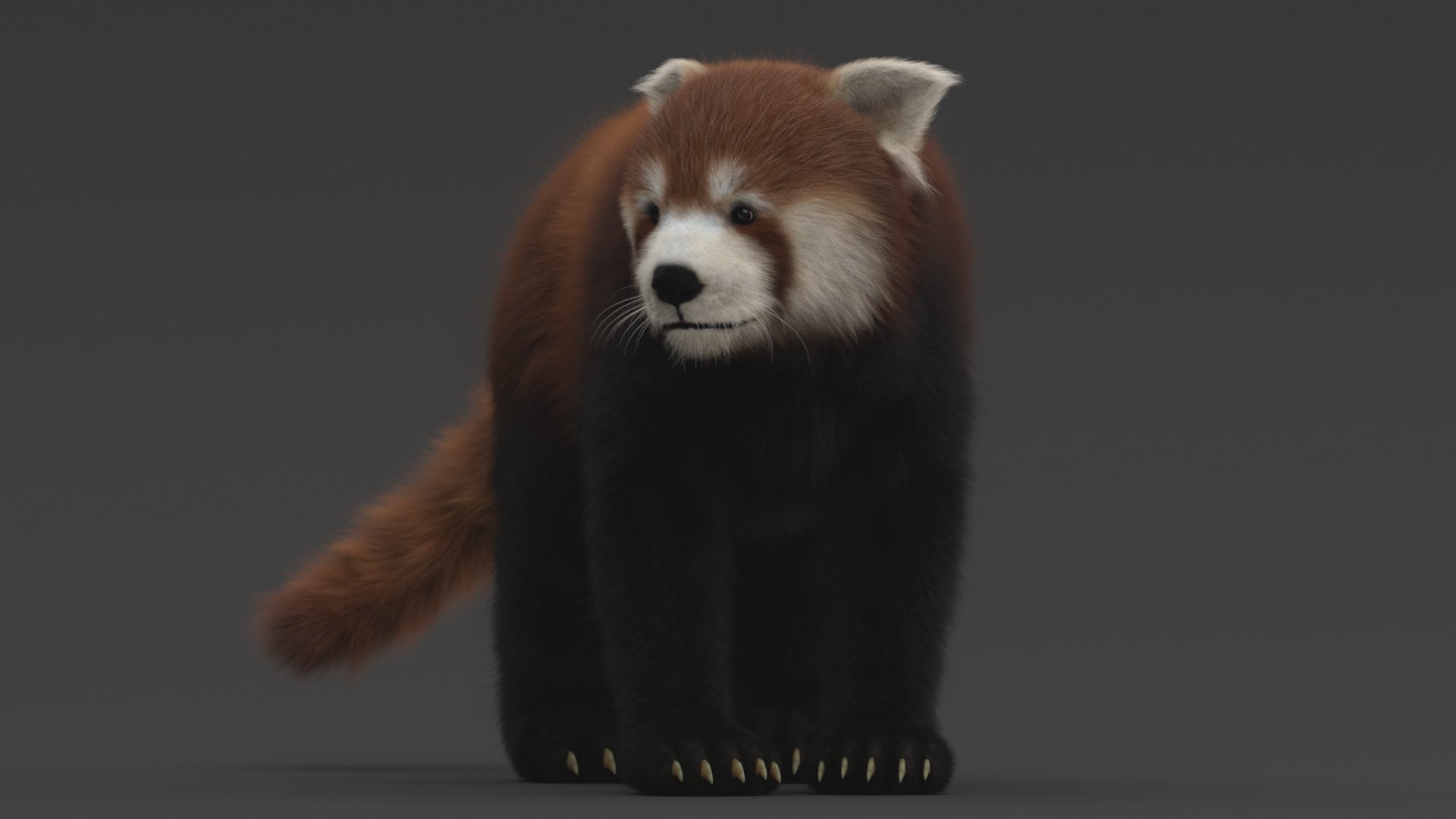3D Red Panda Rigged - TurboSquid 1559425