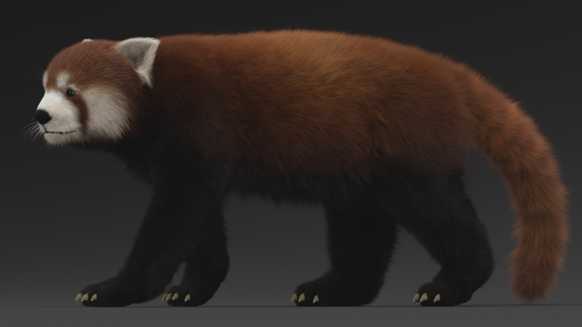 3D Red Panda Rigged - TurboSquid 1559425