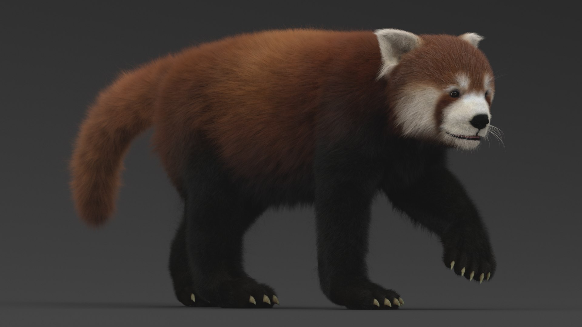 3D Red Panda Rigged - TurboSquid 1559425