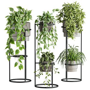 plants