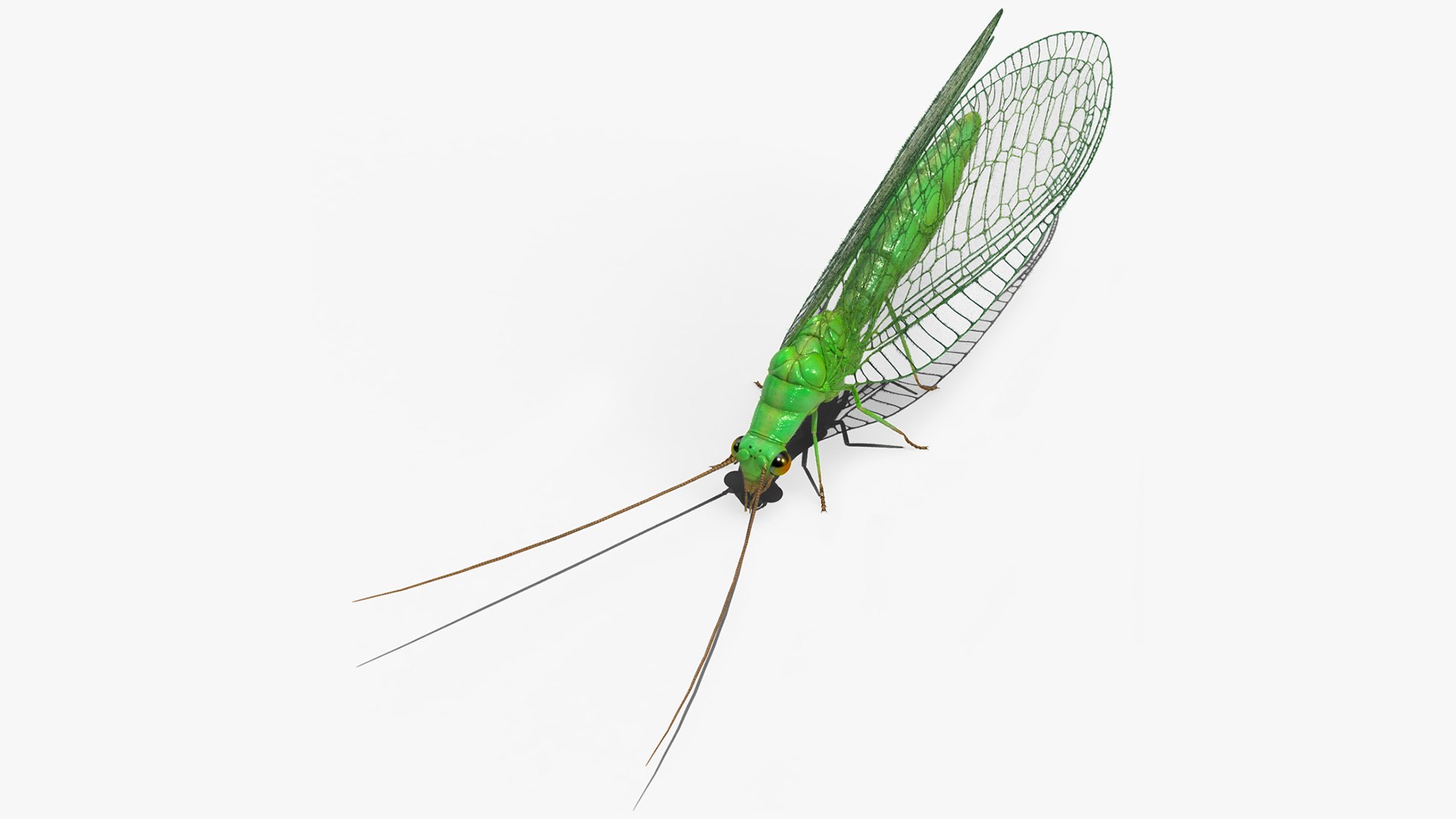 Chrysopa Oculata Fur 3D model preview
