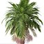 Set of Bangalow palm or Archontophoenix cunninghamiana Tree - 2 Trees 3D model