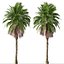 Set of Bangalow palm or Archontophoenix cunninghamiana Tree - 2 Trees 3D model