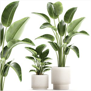 Set of plants in modern pots Strelitzia banana palm 1454 3D