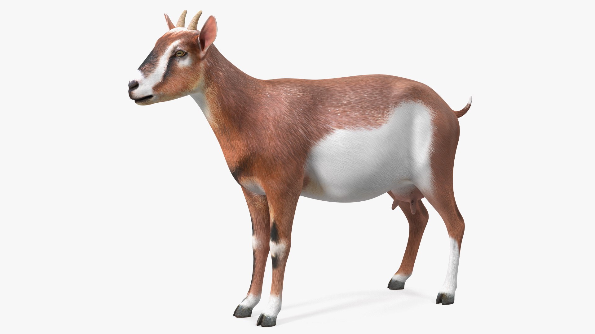 Dairy Goat Brown 3D model preview