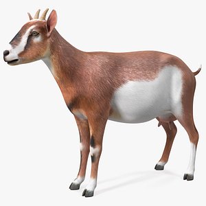 3D Dairy Goat Brown