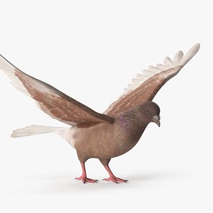 Low Poly Pigeon Spread Wings Brown Rigged 3D model