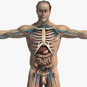 Male Anatomy Pack Essentials (Textured)(1)