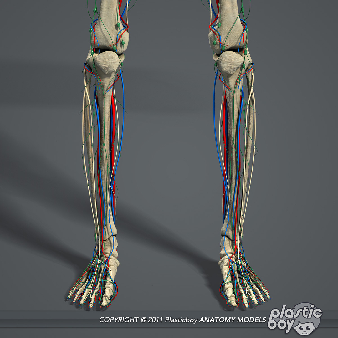 3d Model Of Essential Male Anatomy Circulatory