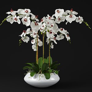 3D orchid model