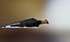 Kunai Old