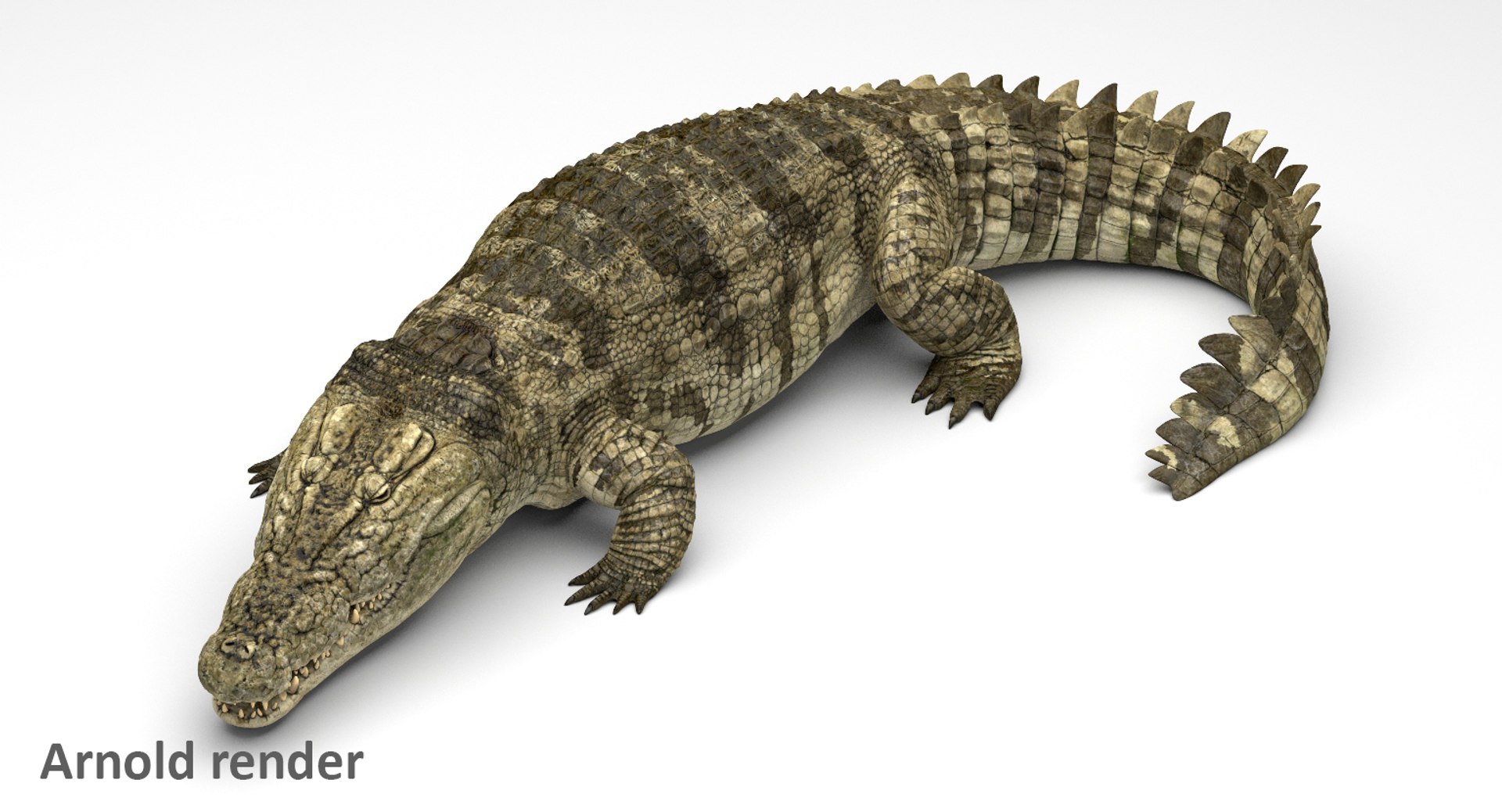 crocodile rigged 3D https://p.turbosquid.com/ts-thumb/iX/HPcGk0/10S7gVlc/2/jpg/1495272966/1920x1080/fit_q87/330c0a421fa49a4e7f5c164cb29e7e474ba78489/2.jpg