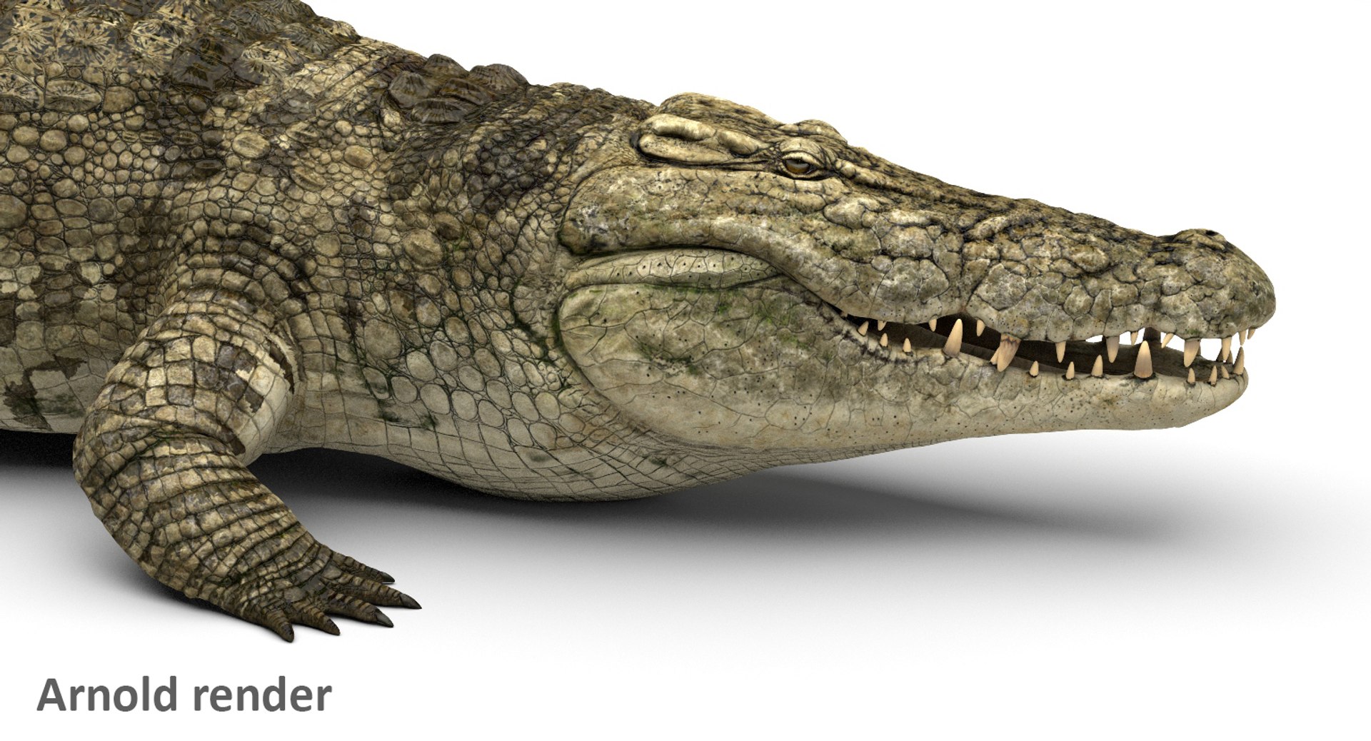 crocodile rigged 3D https://p.turbosquid.com/ts-thumb/iX/HPcGk0/1FMaVpMj/6/jpg/1495272967/1920x1080/fit_q87/75aa6c3977a059472ce11456ee35d65df7d5989b/6.jpg