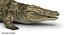 Crocodile Rigged