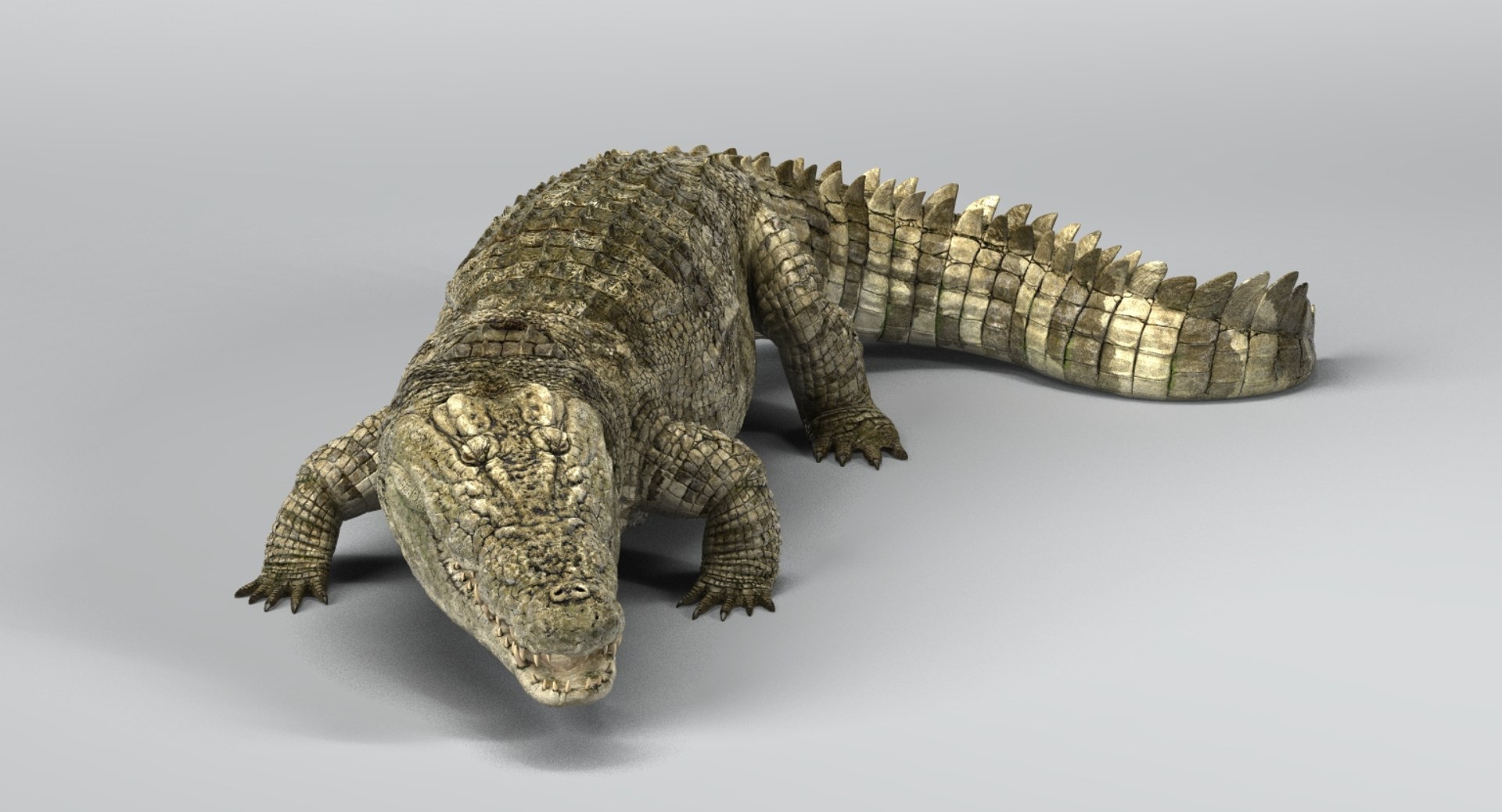 crocodile rigged 3D https://p.turbosquid.com/ts-thumb/iX/HPcGk0/3wI4z4C0/2/jpg/1493976040/1920x1080/fit_q87/7e598559076242c3fa814f3dc2d461faa40747bf/2.jpg
