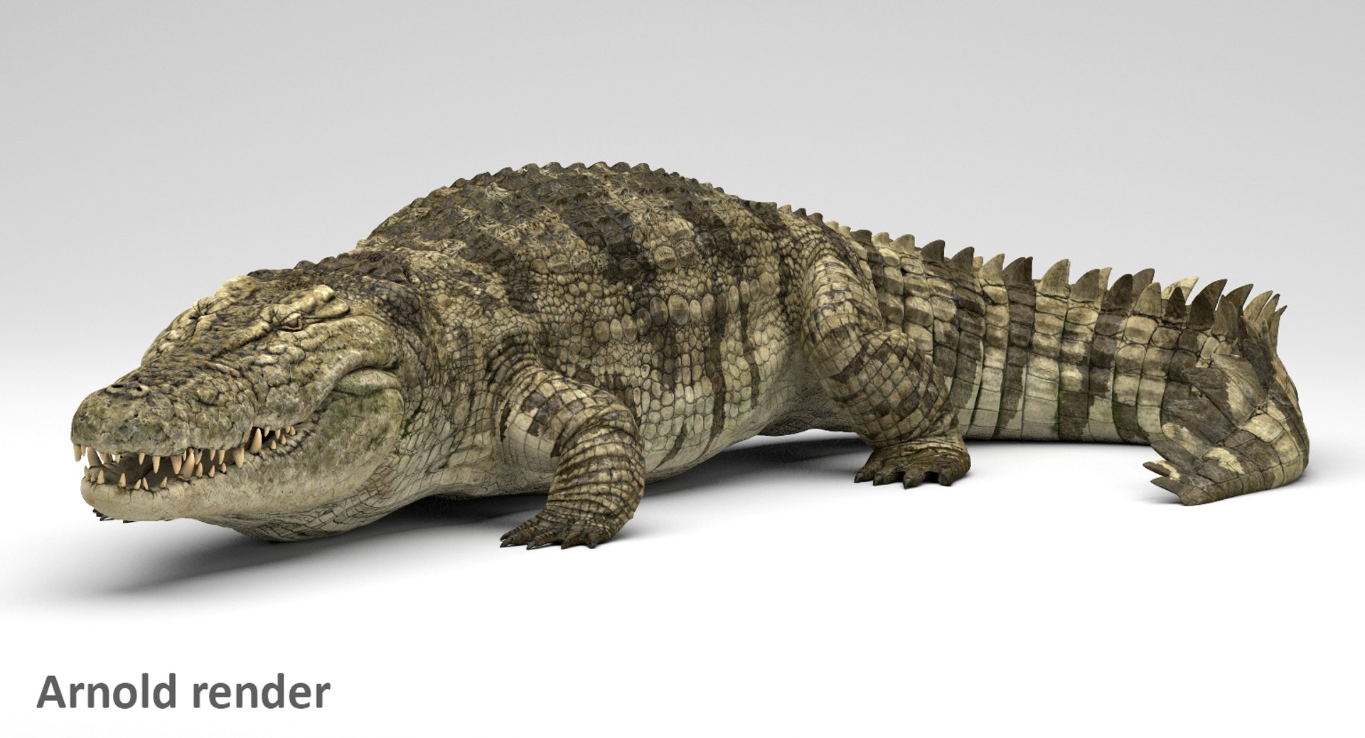 crocodile rigged 3D https://p.turbosquid.com/ts-thumb/iX/HPcGk0/4WsgNnme/9/jpg/1495272967/1920x1080/fit_q87/ab2a77e782fdc83fd474fb06c9bfebaebcd2f6af/9.jpg