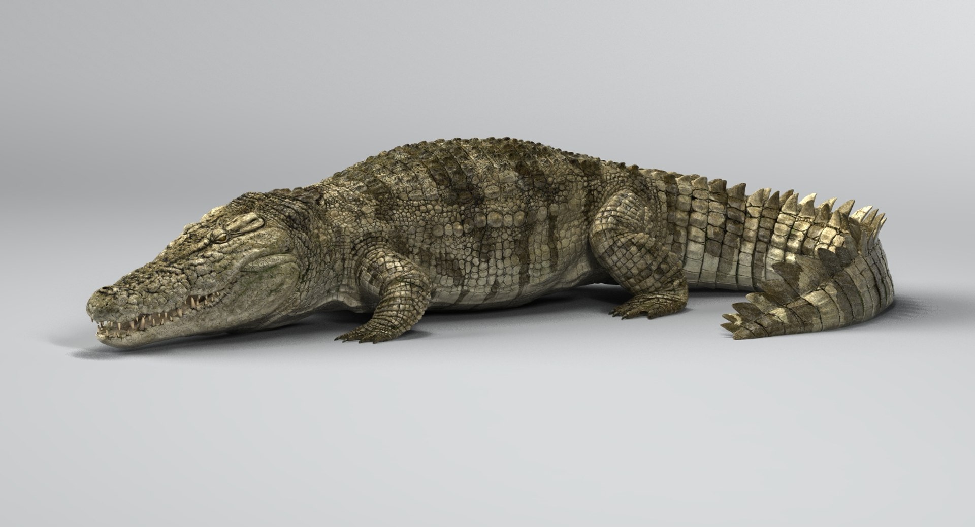 crocodile rigged 3D https://p.turbosquid.com/ts-thumb/iX/HPcGk0/4YV28OHb/title3/jpg/1493975087/1920x1080/fit_q87/f39b453db60c0b229de7ef2d8085702f2839f063/title3.jpg