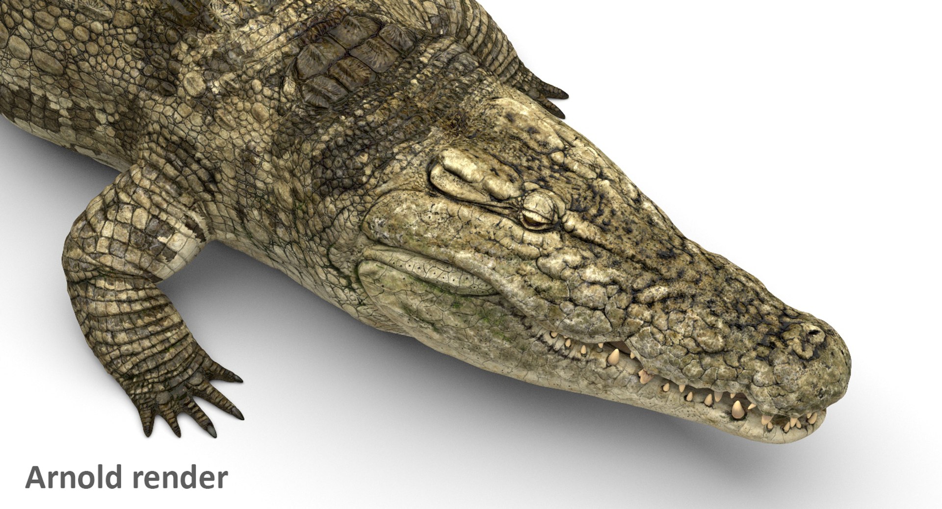crocodile rigged 3D https://p.turbosquid.com/ts-thumb/iX/HPcGk0/5f71mw2E/7/jpg/1495272967/1920x1080/fit_q87/68221e4f3ba59d3cea986cf52b87f702d4d4e8c4/7.jpg