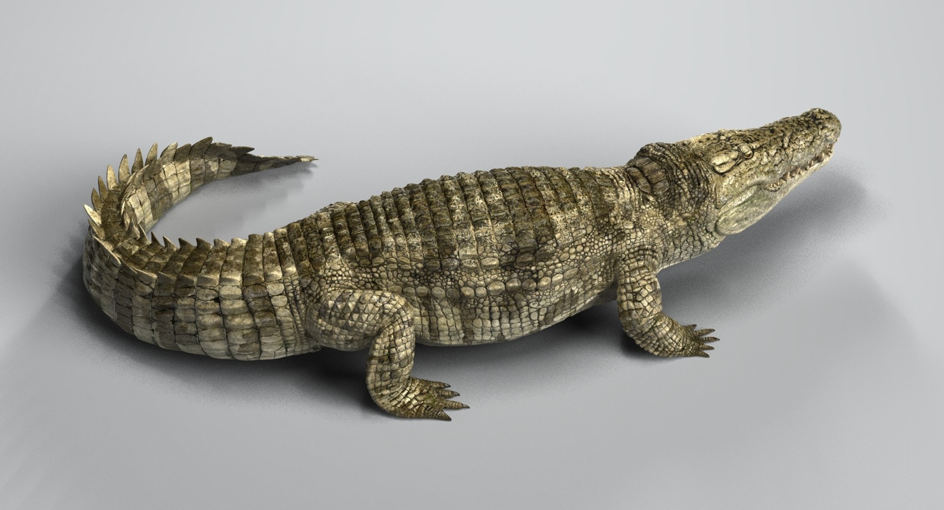 crocodile rigged 3D https://p.turbosquid.com/ts-thumb/iX/HPcGk0/GunVvJtH/11/jpg/1493976041/1920x1080/fit_q87/40304ca48497e75dd99e8ec791501468f134c940/11.jpg