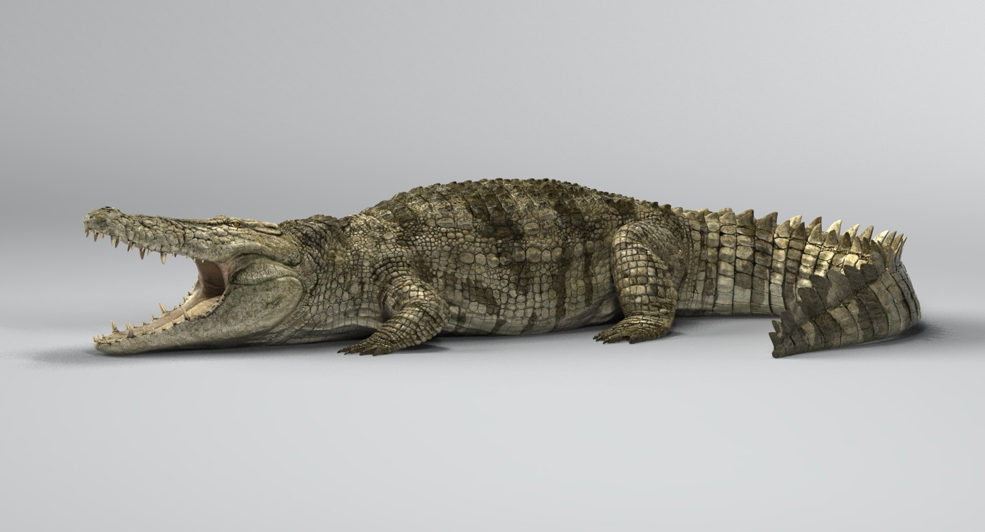 crocodile rigged 3D https://p.turbosquid.com/ts-thumb/iX/HPcGk0/LglzuuDG/5/jpg/1493976040/1920x1080/fit_q87/2d80b10677058a4f74833136b3478f929b6ad7bf/5.jpg